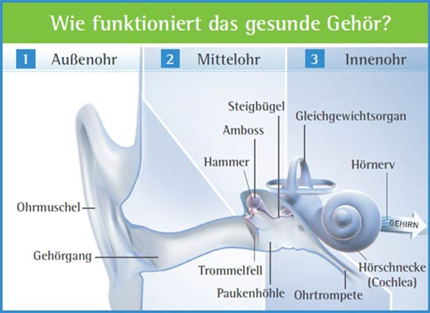 Grafik: Das periphere Hörsystem