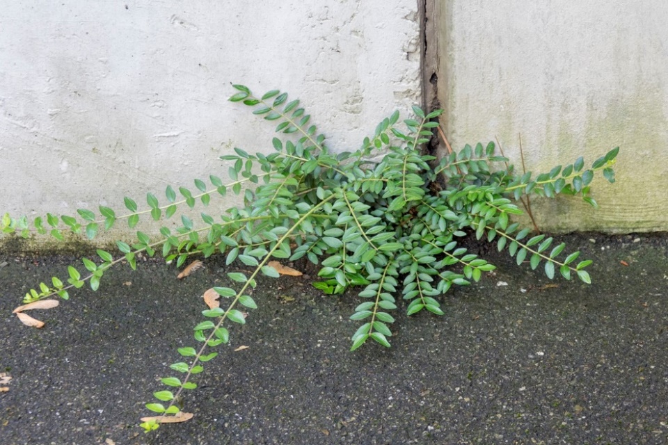 Pflanze, die aus dem Beton wächst
