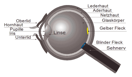 Schnitt durch das menschliche Auge