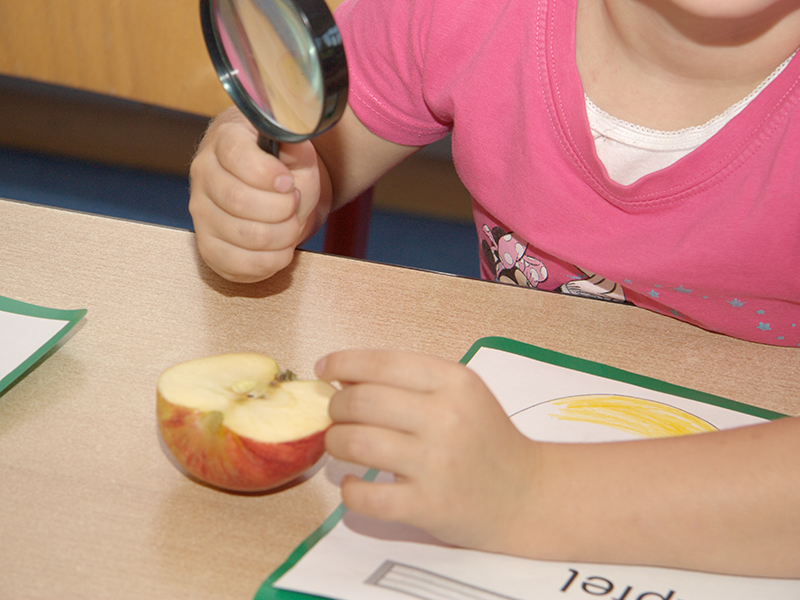 Ein Schülerin untersucht einen aufgeschnittenen Apfel mit einer Lupe