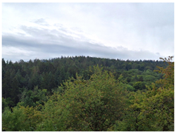 Bildinhalt: Zu sehen ist ein naturbelassener Wald.