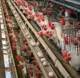 Zu sehen sind Dutzende Hühner in Legebatterien