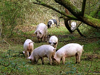 Zu sehen sind umherlaufende Schweine auf einer Freiland-Grünfläche