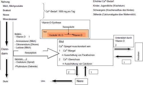 Lösung Calciumhaushalt