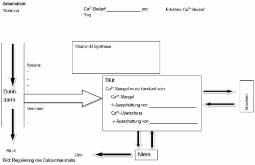 Arbeitsblatt Calciumhaushalt
