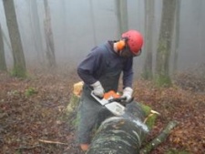 Arbeit mit Motorsäge