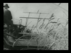 Mähdrescher bei der Ernte