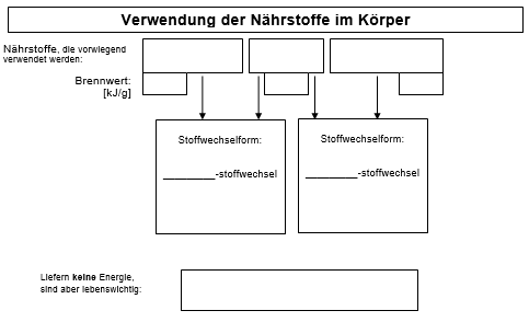 Verwendung der Nährstoffe im Körper