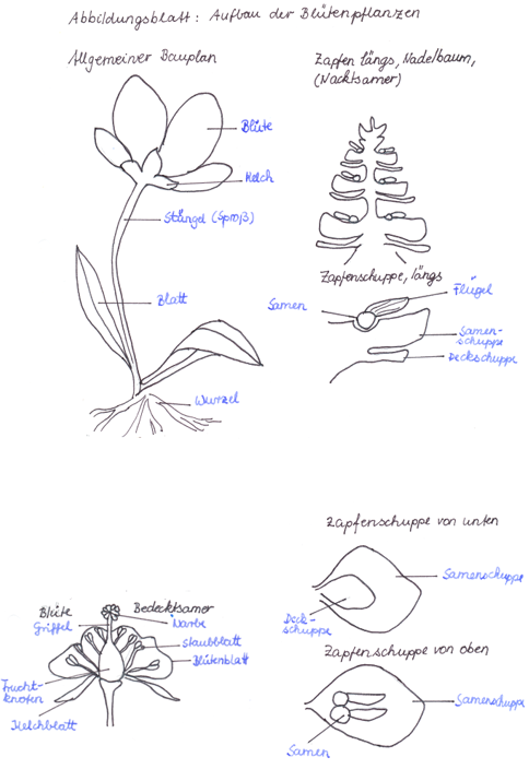 Aufbau der Blütenpflanzen