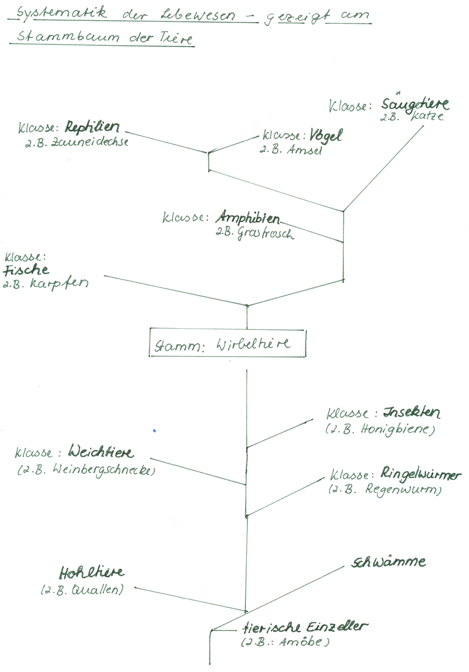 Stammbaum der Tiere