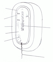 2. Beschrifte die Abbildung eines Bakteriums