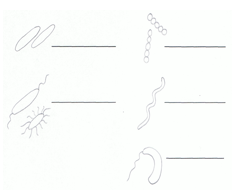 1. Benenne die Bakteriengruppen