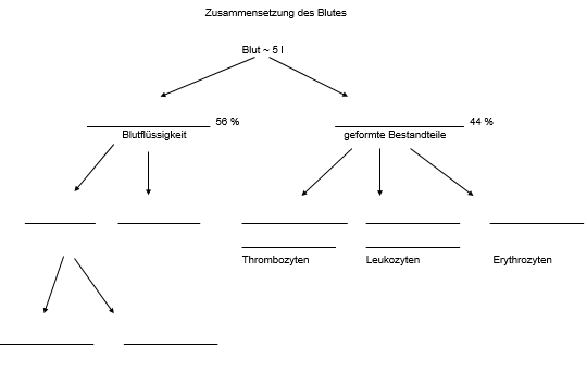 Zusammensetzung Blut AB