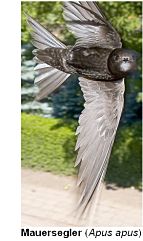Mauersegler