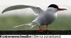 Küstenseeschwalbe