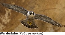 Wanderfalke