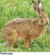 Feldhase