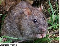Wanderratte