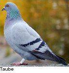 Taube