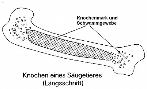 Knochen 2