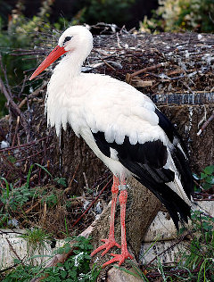 Storch