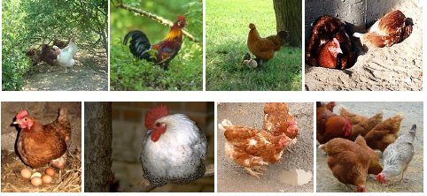 Hühnerrassen
