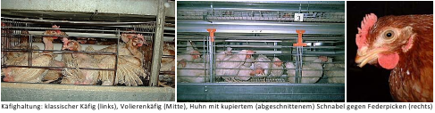 Käfighaltung