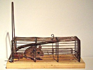 Mausefalle