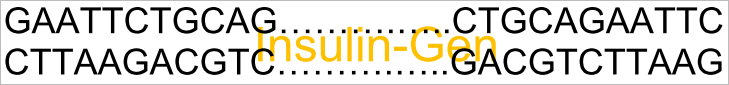 Insulin Gen