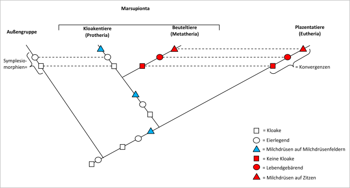 Marsupionta Hypothese