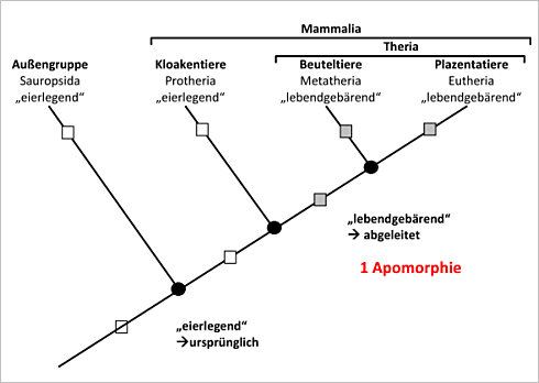 Stammbaumhypothese 2