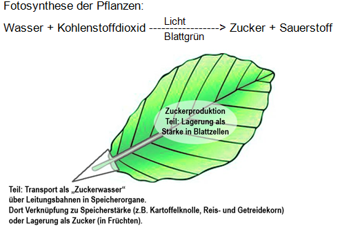 möglicher Hefteintrag