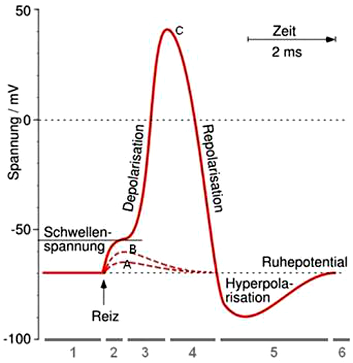 Membranspannung