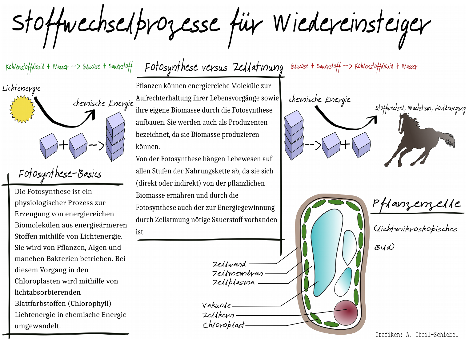 Grafik Stoffwechselprozesse