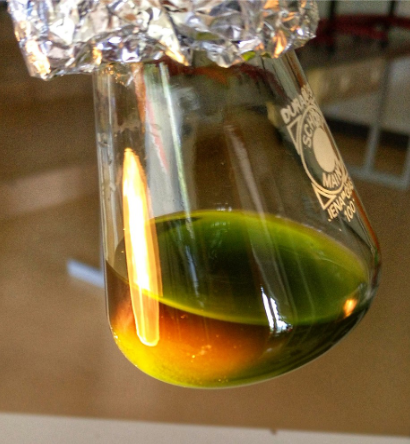 Rotfluoreszenz des Chlorophylls