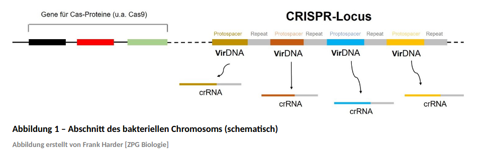 Abschnitt des bakteriellen Chromosoms(schematisch)