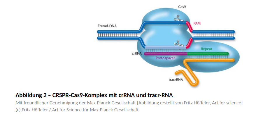 CRSPR-Cas9-Komplex mit crRNA und tracr-RNA