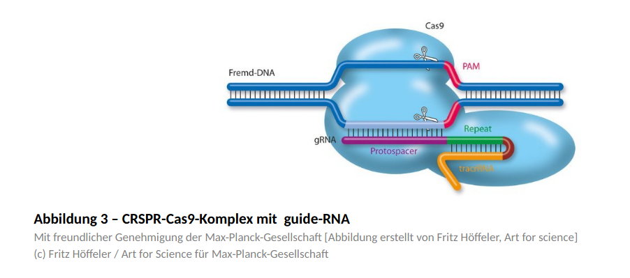 CRSPR-Cas9-Komplex mit guide-RNA