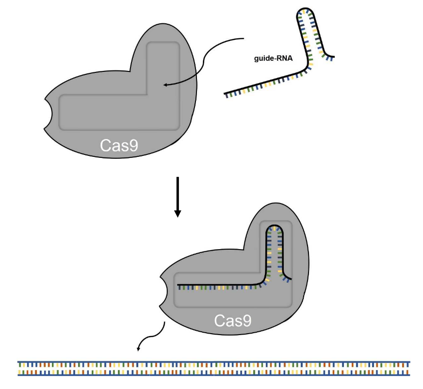 Funktionsweise CRISPR-Cas9 Teil 1