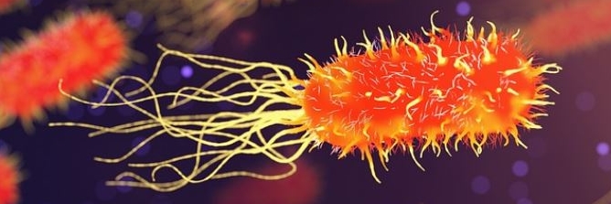 orangefarbenes Bakterium mit Tentakeln unter dem Rastermikroskop