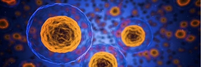 menschliche Zellen unter dem Rastermikroskop