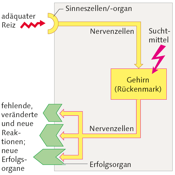  Reiz-Reaktion-Schema