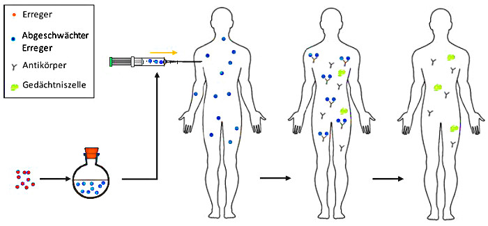 aktive Immunisierung