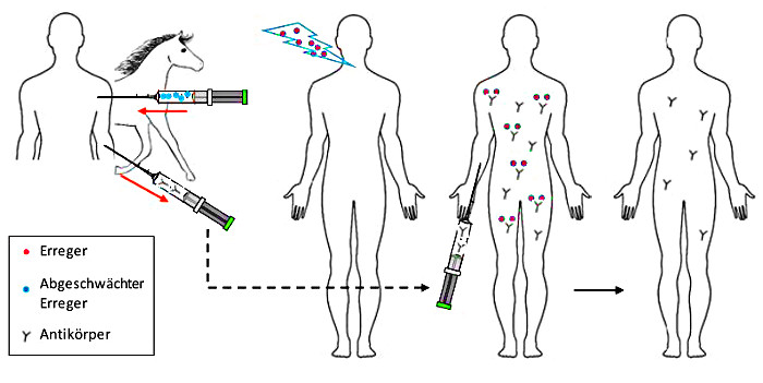 passive Immunisierung