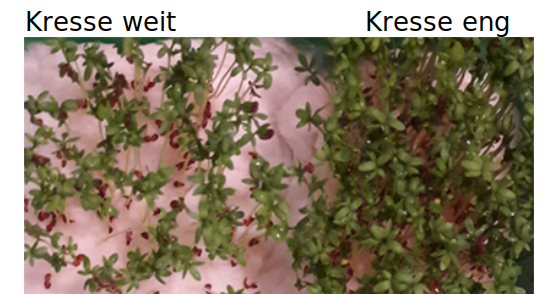 innerartliche Konkurrenz