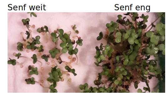 innerartliche Konkurrenz