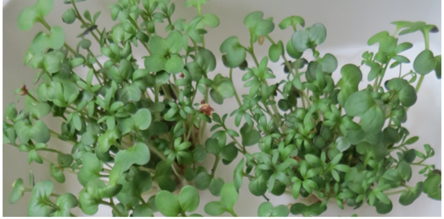 zwischenartliche Konkurrenz