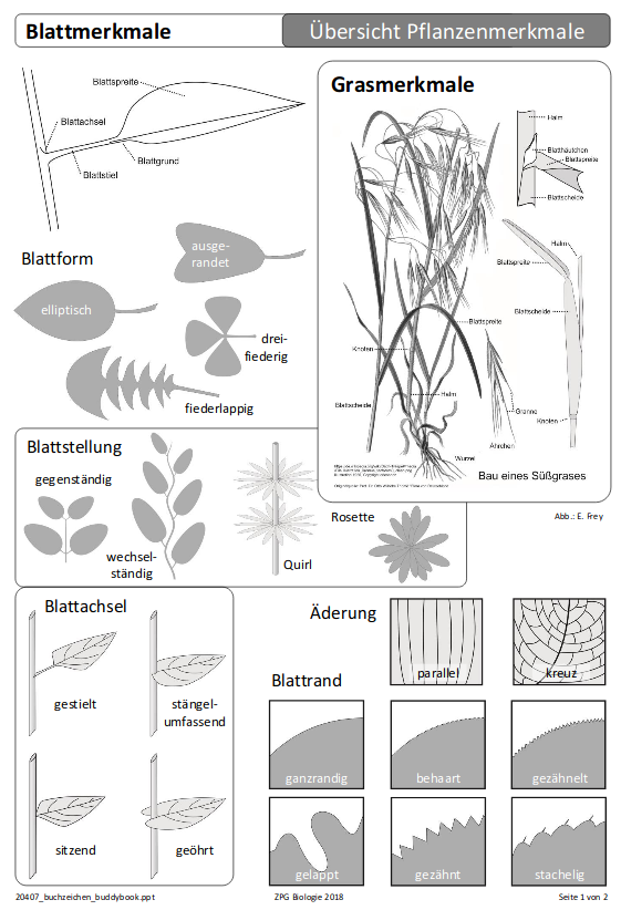 Kopiervorlage Buddybook
