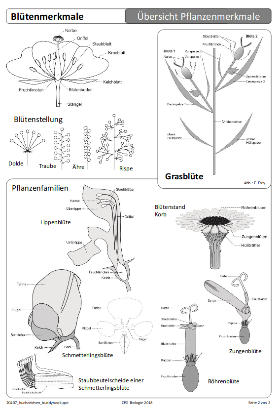 Kopiervorlage Buddybook