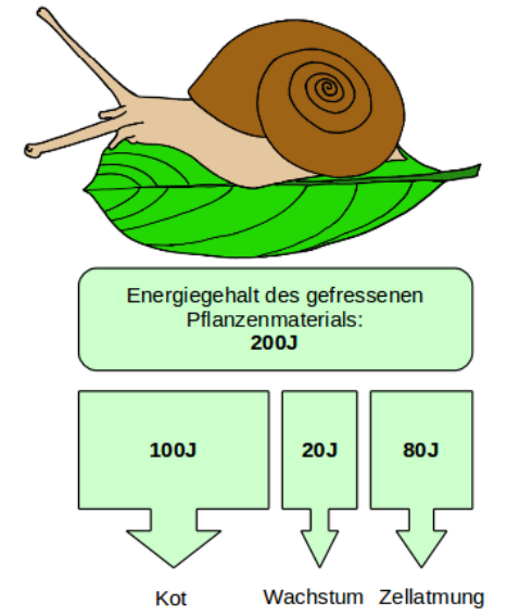 Schnecke